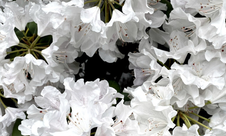 Biała azalia japońska rosnąca w ogrodzie