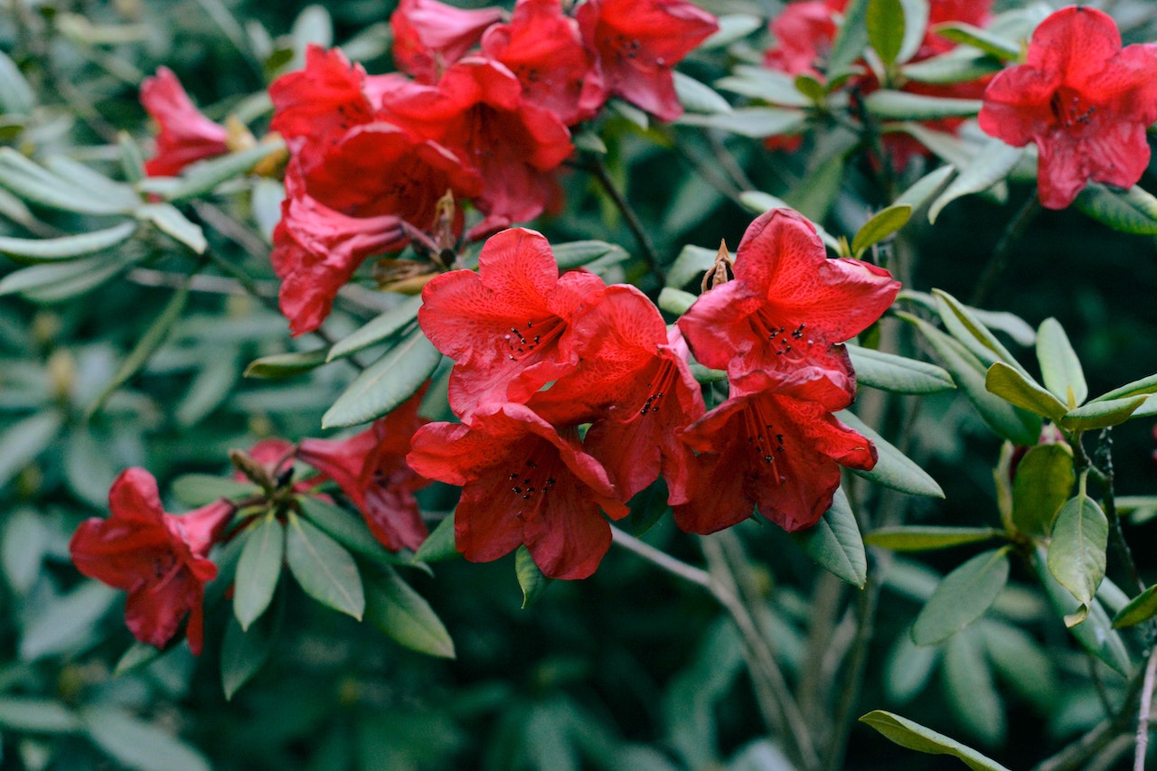 Czerwone azalie kwitną w ogrodzie
