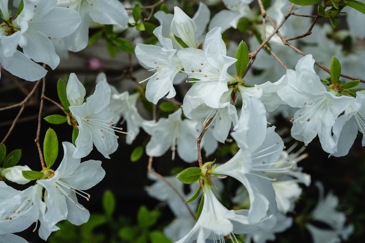 Biała azalia japońska rośnie w ogrodzie